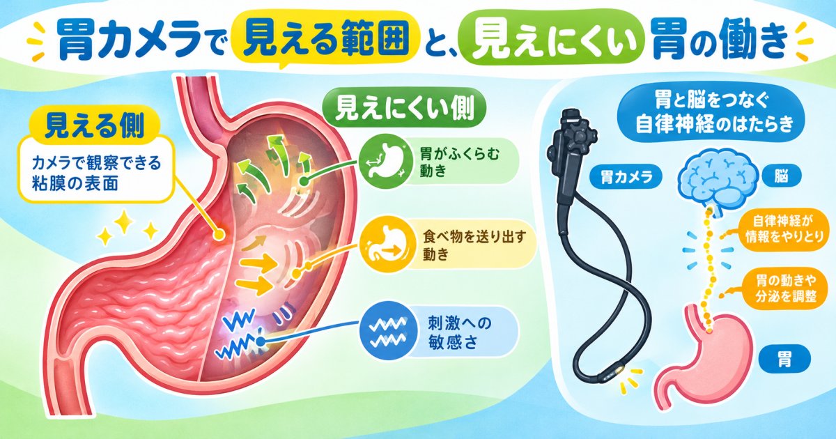 胃カメラで異常なしでも胃もたれが続く原因